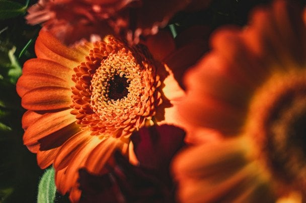 День ангела 22 листопада — душевні привітання в прозі / © unsplash.com