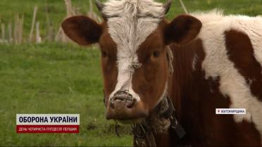 100 кілометрів рятував худобу під обстрілами: історія ірпінця і його тварин отримала продовження