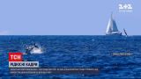 Новини світу: у Хорватії над водою біля узбережжя стрибала ціла зграя блакитних тунців