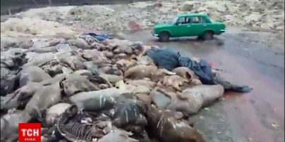 На Волині купи мертвих свиней та коней гниють просто неба