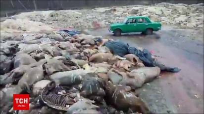 На Волині купи мертвих свиней та коней гниють просто неба
