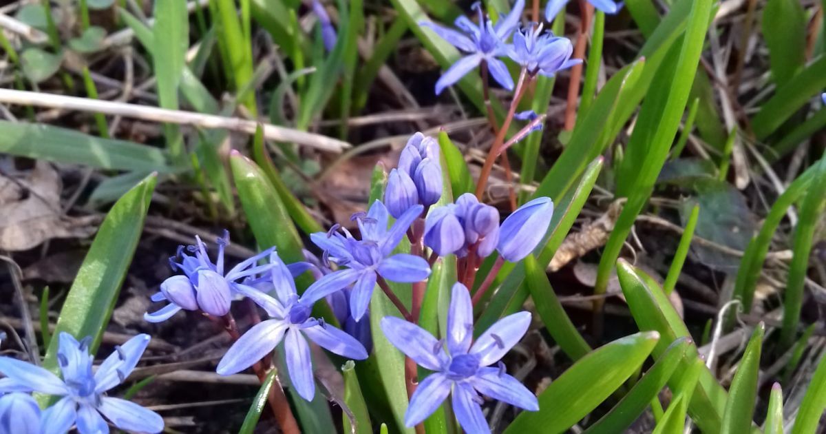 Квіти у ботанічному саду Одеси _3 / © Ботанический сад ОНУ имени И.И.Мечникова