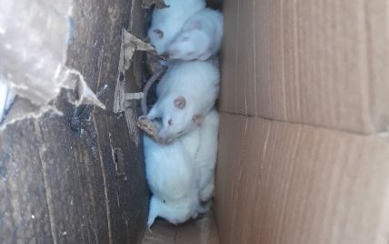 В Киеве на свалку выбросили 9 белых крыс: фото