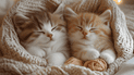 Котенок
