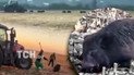 В Тернопольской области устанавливают всех, кто причастен к издевательству над дикими кабанами. Коллаж ТСН.ua