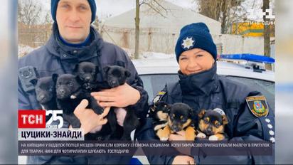 До поліцейського відділку принесли коробку із 7 маленькими собаками | Новини України