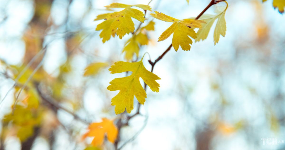 Гороскоп на 6 жовтня для всіх знаків Зодіаку