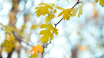 Осенний пейзаж
