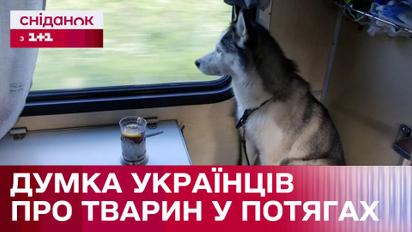 Викупити ціле купе, щоб їхати в поїзді з твариною. Чи справедливі такі правила залізниці?