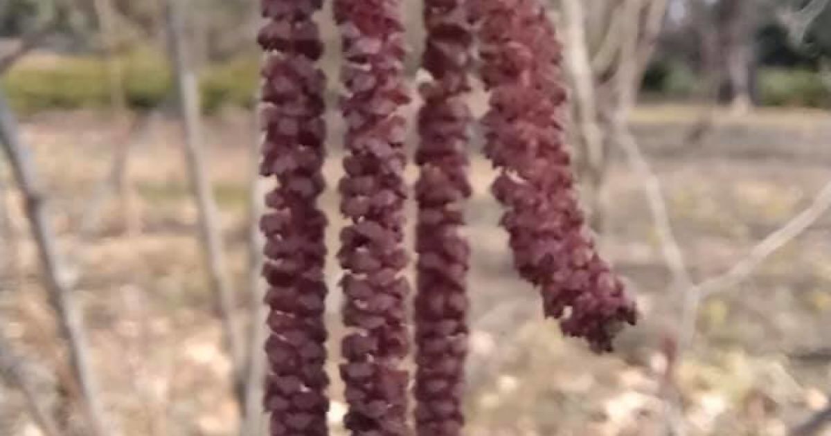 Квіти у ботанічному саду Одеси _6 / © Ботанический сад ОНУ имени И.И.Мечникова