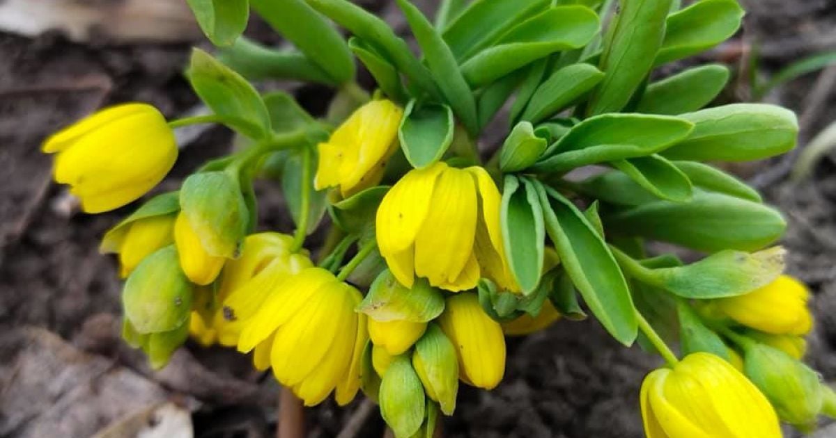 Квіти у ботанічному саду Одеси _5 / © Ботанический сад ОНУ имени И.И.Мечникова