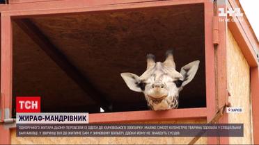 Новости Украины: из Одессы в харьковский зоопарк привезли годовалого жирафа Дема