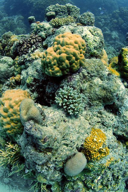 Состояние Большого барьерного рифа ухудшилось до "очень плохого". Почему умирает коралловый гигант и можно ли еще его спасти