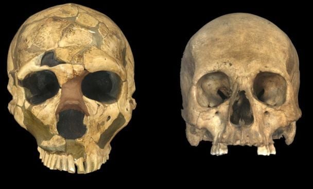 Череп неандертальця і Homo sapiens / Фото: Trustees of the Natural History Museum