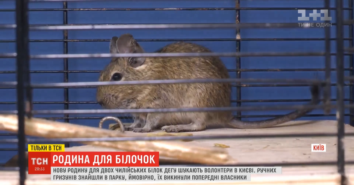 Двоє чилійських білченят дегу, яких знайшли в столичному парку, шукають нову родину