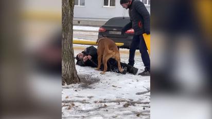 Щоб нічого не відморозив: у Харкові собака волочив додому свого п'яного господаря 