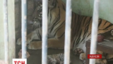 У зоопарку Індонезії народилося рідкісне суматранське тигреня