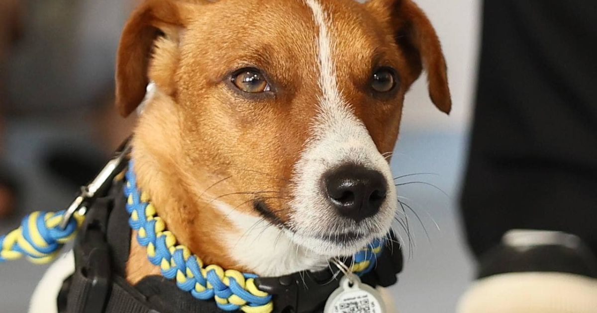 Патрон у лікарні Львова_9 / © Перше медичне об'єднання Львова