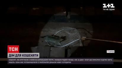Новини Харкова: кошеняті, яке врятували з колій у метро, знайшли родину