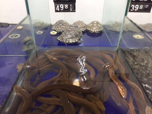 Живі змії і черепахи у супермаркеті / © фото: Тетяна Лазарчук