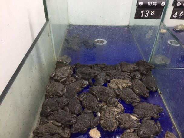 Живі жаби у супермаркеті / © фото: Тетяна Лазарчук