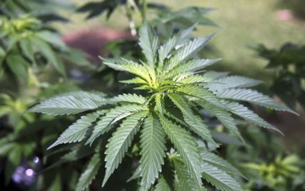 Во Флориде легализовали медицинскую марихуану