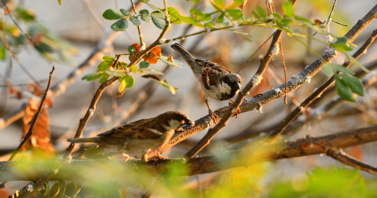 В украинских населенных пунктах почти исчезли воробьи