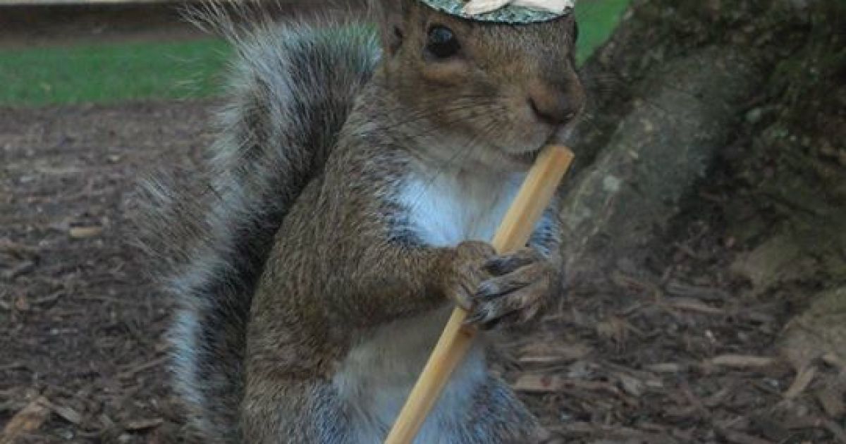 Белка-модница Снизи / © Sneezy The Penn State Squirrel / Facebook