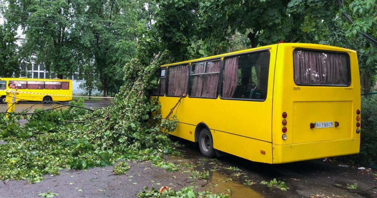 на маршрутку впало дерево_3 / © Информатор
