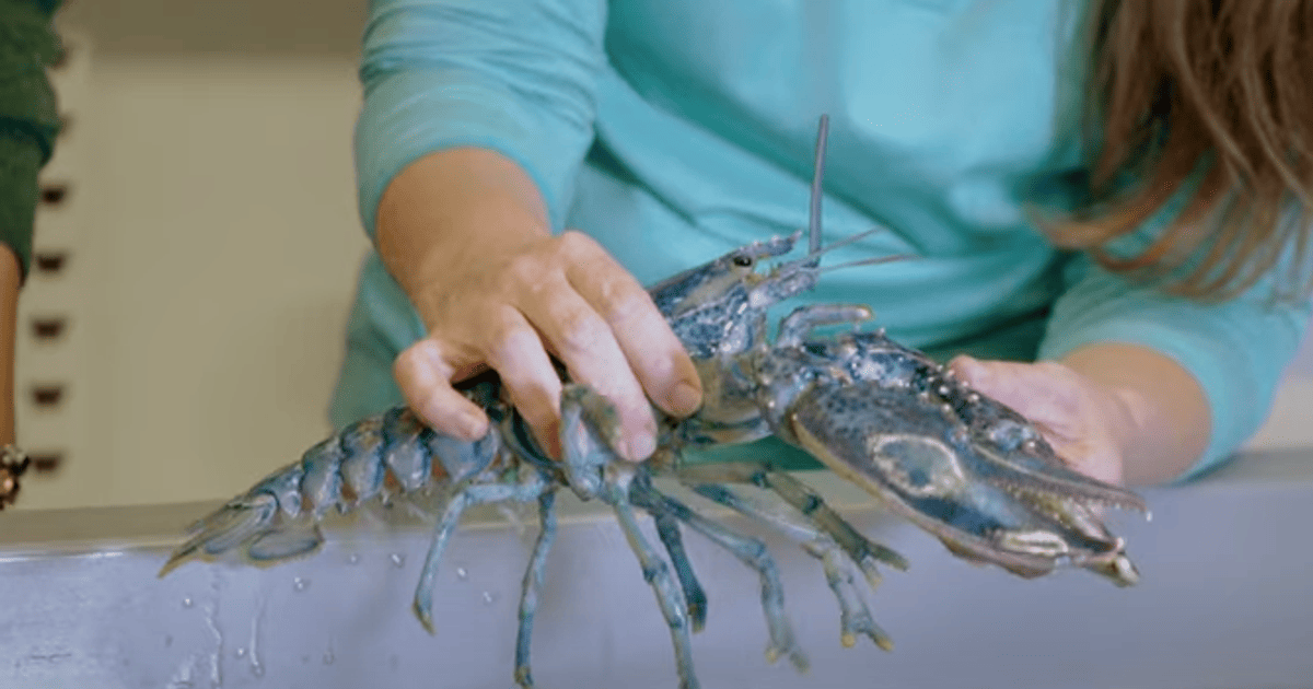 Унікальна знахідка: рибалка спіймав рідкісну тварину незвичайного забарвлення (фото)