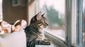 Як кішки розуміють, що господар скоро прийде до дому
