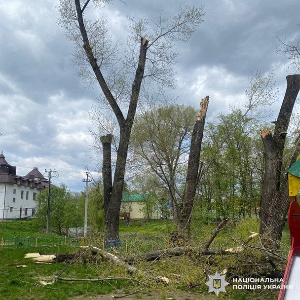 Повалені дерева / © Патрульна поліція Чернівецької області