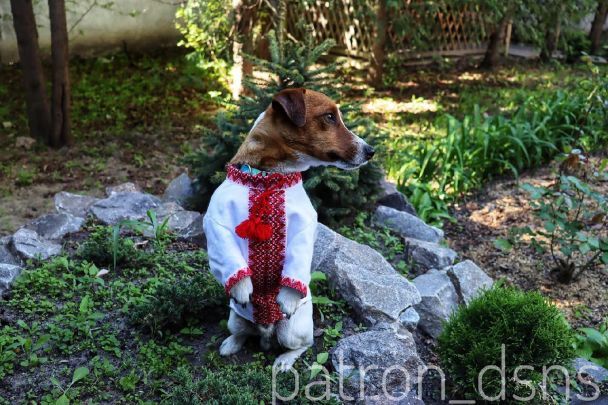 Пес Патрон/Instagram patron_dsns