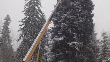 ялинка до зрубування / © Львівський портал