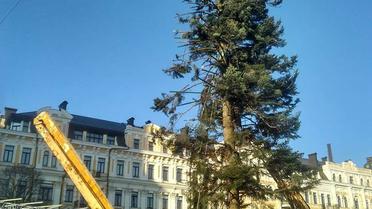 ялинка після зрубування / © Борислав Береза / Facebook