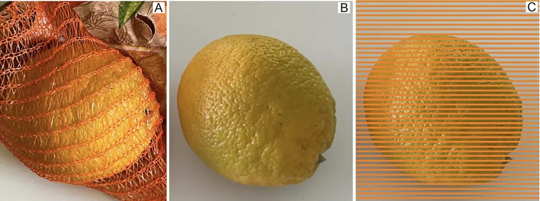 Дослідження Карла Гегенфуртнера / Фото: Gegenfurtner/i-Perception/2024 / © 