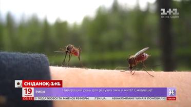 Комарі чи мошки: як розпізнати укуси різних комах та реакцію на них