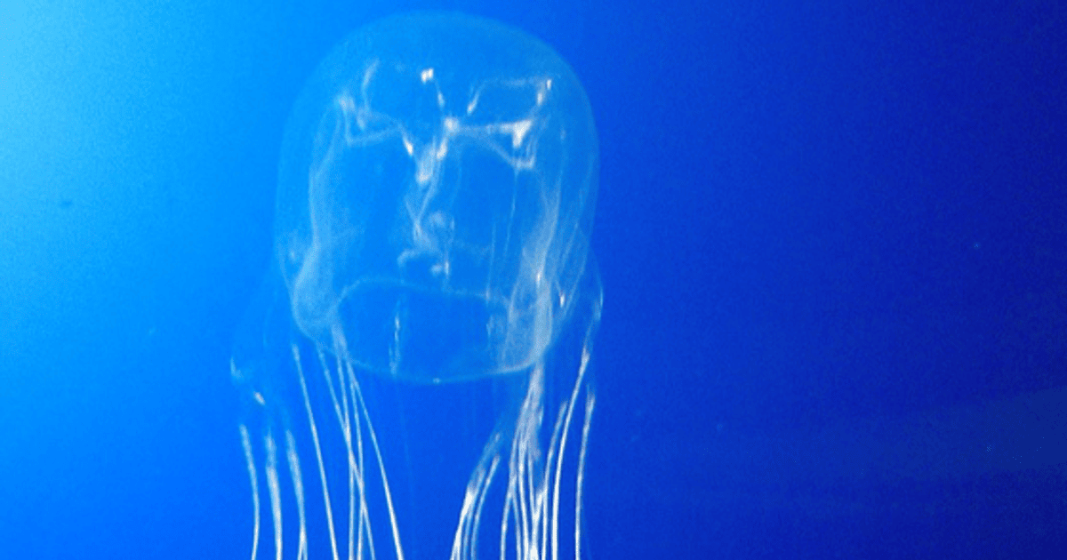 Кубомедуза. Фото: Guido Gautsch/CC BY-SA 2.0