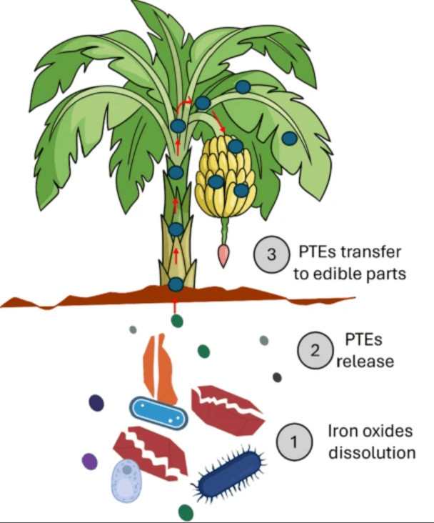 Як токсини потрапляють в банани. 1 - Розчинення оксидів заліза / 2 - Вивільнення ПТЕС / 3- Перенесення ПТЕ на їстівні частини.  / © Фото з відкритих джерел