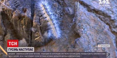 Новости Украины: в Херсонской области произошло нашествие американской белой бабочки