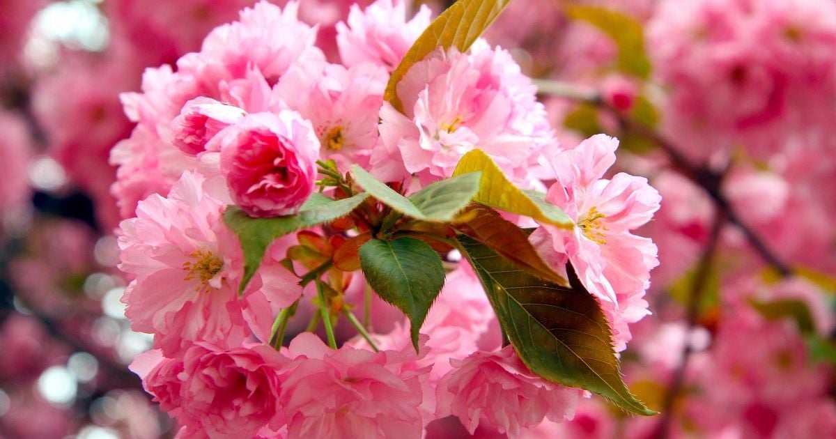 Цветение сакуры в Ужгороде.