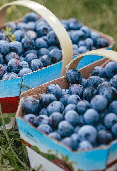 Чорниця: користь і шкода