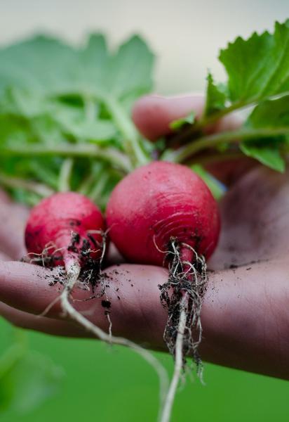 Чи можна садити редиску в серпні?