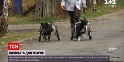 Новини України: виготовлені у Києві інвалідні візочки для тварин замовляють навіть з-за океану