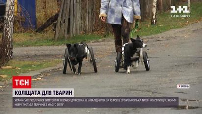Новини України: виготовлені у Києві інвалідні візочки для тварин замовляють навіть з-за океану