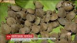 У Перу випустили на волю тисячі малюків рідкісних амазонських річкових черепах