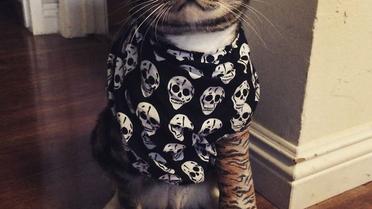 Кіт у гіпсі / © Morgan-Explosion