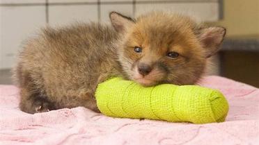 Лисиця у гіпсі / © Today