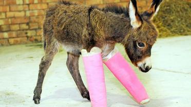 Віслюк у гіпсі / © Cat-Dawg