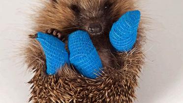 Іжак у гіпсі / © Jeff Moore